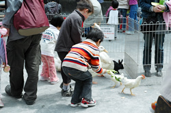 写真：ニワトリに餌をあげる子ども（ふれあい動物園）