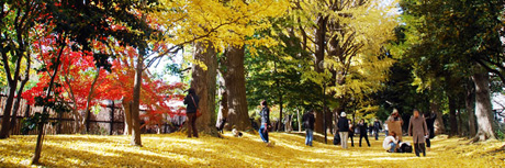 写真：新宿御苑の散策路は黄色いじゅうたんのよう
