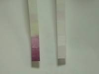 [3]亜硝酸テスターをコップに1～2秒つけて取り出し、1分後に反応を見る。左の試験紙は、亜硝酸を含む結果です。右の試験紙は、亜硝酸を含まない結果です。