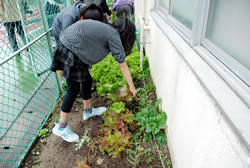 写真：校内で野菜を収穫