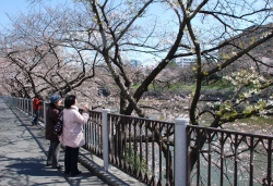 写真：外濠のサクラ