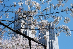 写真：新宿中央公園のサクラ