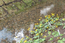 写真：水辺には四季を彩る草花を植栽