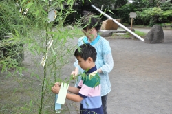 写真：短冊を飾る祖母と男の子