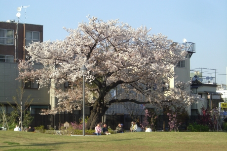 富久さくら公園画像1