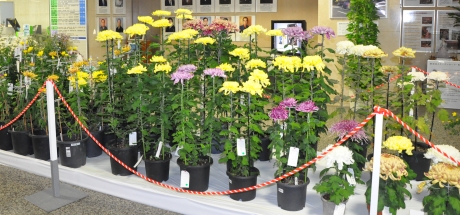 写真:区役所本庁舎1階ロビーを彩る菊の花
