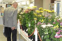 写真:菊を鑑賞する男性