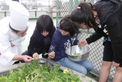 写真：野菜の収穫