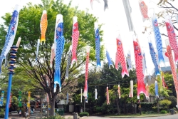 写真:高田馬場公園のこいのぼり