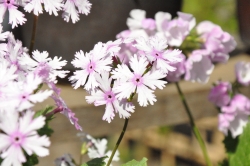 薄いピンク色の花を咲かすさくら草