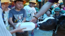 写真：哺乳瓶で子牛に哺乳する子どもたち