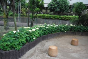 写真:植栽