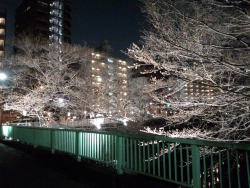 写真：昨年試行時のライトアップ（三島橋付近）