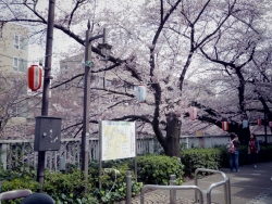 写真：満開になった桜