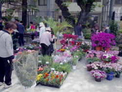 写真：花の販売コーナー