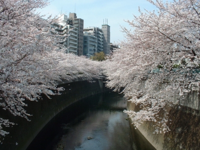写真：日中の神田川の桜