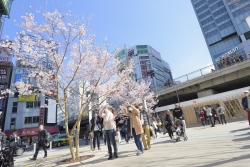 新宿駅東南口のタカトオコヒガンザクラの写真（2017年の開花時に撮影）