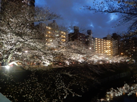 神田川の桜ライトアップ