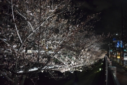 神田川の桜ライトアップ2