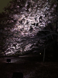 写真：八重桜のライトアップ2