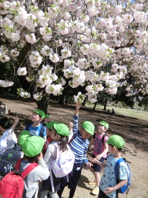 写真　春の新宿御苑遠足　「桜の木に届くかな」