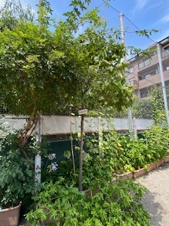 開園記念に植えたハナミズキの木