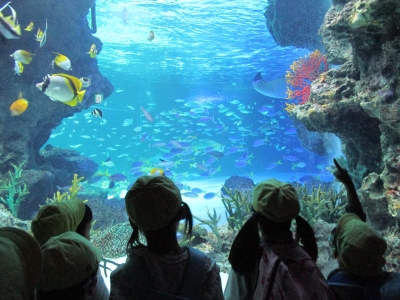 写真:「うわぁ~!海の中にいるみたい。」