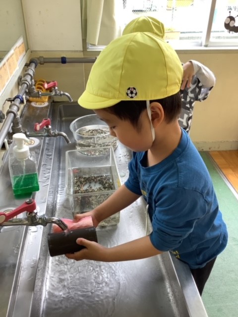当番活動(ザリガニのざらちゃんのお世話)画像