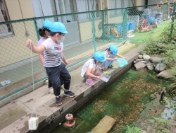 写真:オタマジャクシすくい