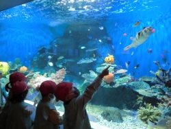 写真：しながわ水族館