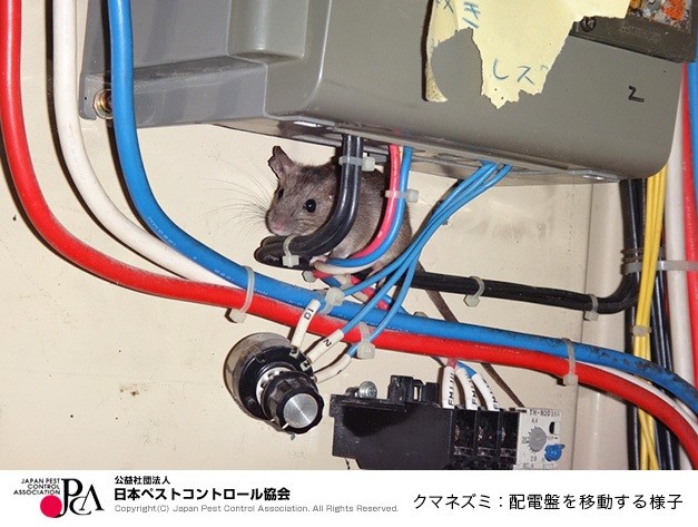 クマネズミが配電盤を移動する様子の写真