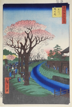 歌川広重　名所江戸百景「玉川堤の花」浮世絵画像