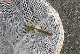 園内で見つけた生き物(R6)