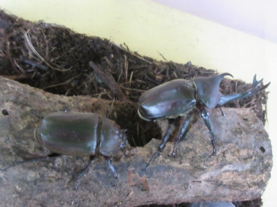 カブトムシ