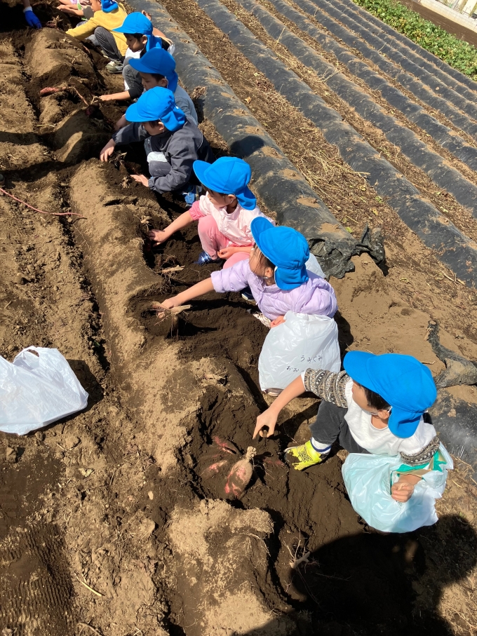 芋ほり遠足画像