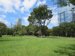 新宿中央公園芝生広場