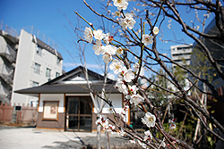 写真：漱石公園のウメ