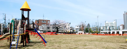 写真:芝生広場(中央奥がサクラの木)