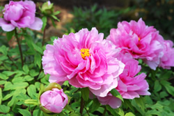 写真:ボタンの花・ピンク