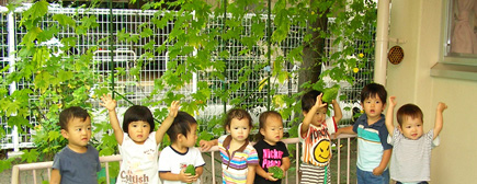 写真:保育園の「みどりのカーテン」