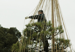 写真：高い枝の上で作業をする職員