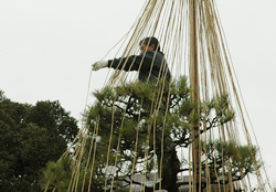 写真:高い枝の上で作業をする職員