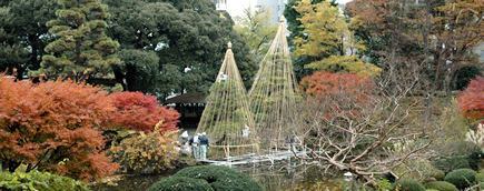 写真：紅葉の始まった園内での雪吊り作業