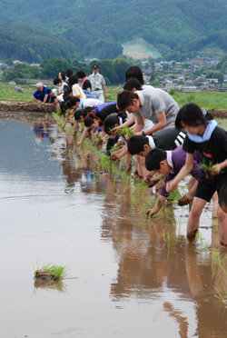 写真：田植えをする生徒たち