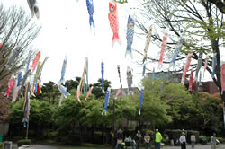 写真:高田馬場公園のこいのぼり