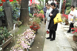 写真:大久保つつじ祭り(苗木展示即売会)