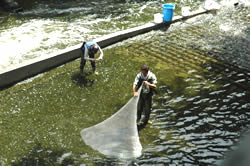 写真：神田川生き物実態調査