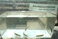 写真：神田川生き物実態調査