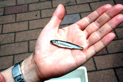 写真:神田川生き物実態調査