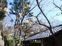 写真:ウメ(林芙美子記念館)